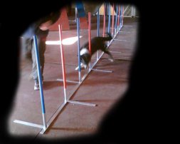 Agility-Slalom aus Alu 1